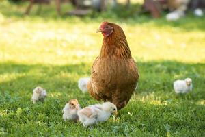 pollame nel un' rurale cortile. gallina e polli nel un' erba nel il villaggio contro sole fotografie. gallus gallus domestico. pollame biologico azienda agricola. biologico agricoltura. sostenibile economia. naturale agricoltura. foto