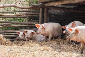 maiale agricoltura raccolta e allevamento di domestico maiali foto