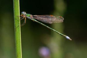 libellula su un' bastone. foto