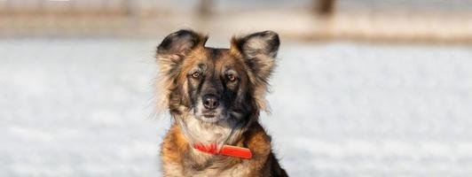 carino rosso con bianca cane bastardo su un' inverno sfondo foto