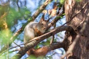 scoiattolo nel il autunno parco foto