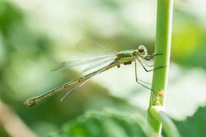 libellula su un' bastone.. foto