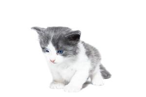 gattino su uno sfondo bianco foto