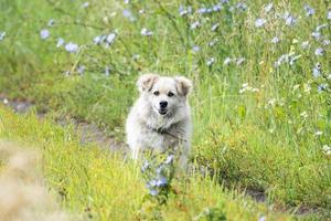 vagante cane nel il parco. foto