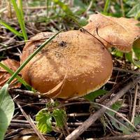 funghi nel il erba. habitat. funghi siamo non commestibile velenoso. foto