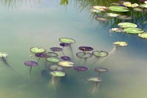 luminosa acqua giglio fiori e grande verde le foglie su un' lago nel Israele foto