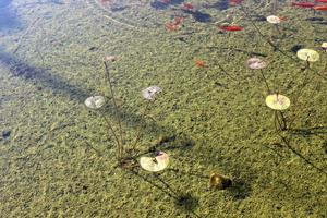 luminosa acqua giglio fiori e grande verde le foglie su un' lago nel Israele foto