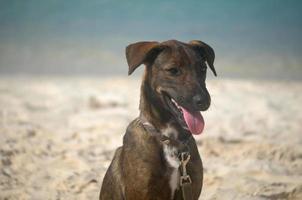 arabo cunucu cane a bambino spiaggia foto