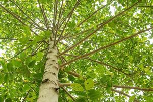 albero verde lussureggiante foto