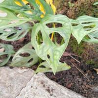 Monstera adansonii ornamentale pianta o svizzero formaggio pianta quale è piantato nel il cortile di il Casa così quello il cortile sembra Di Più bellissimo e attraente foto