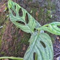 Monstera adansonii ornamentale pianta o svizzero formaggio pianta quale è piantato nel il cortile di il Casa così quello il cortile sembra Di Più bellissimo e attraente foto