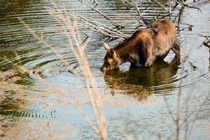 femmina alce americano prende un' bevanda a partire dal un' fiume nel il mille dollari tetoni su un autunno sera foto