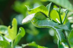 verme verde che mangia foglia foto