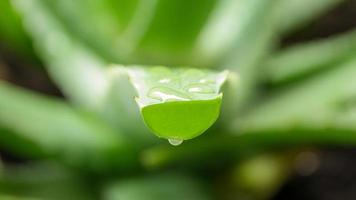 primo piano di gocce di pioggia su aloe vera foto