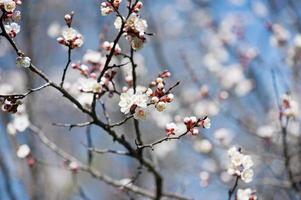 fiore dell'albero di albicocca foto