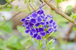 fiore di bacca di piccione viola in giardino