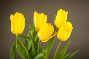 tulipani gialli su una superficie grigia