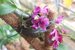 selettivo messa a fuoco di bellissimo dendrobium orchidea o dendrobium sp. fiore nel giardino. orchidaceae famiglia foto