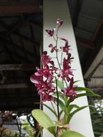 selettivo messa a fuoco di dendrobium o dendrobium sp. bellissimo nel il giardino. orchidaceae famiglia. foto