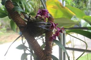 selettivo messa a fuoco di bellissimo dendrobium orchidea o dendrobium sp. fiore nel giardino. orchidaceae famiglia foto