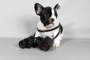 francese bulldog cucciolo con binocolo su grigio sfondo. il concetto di viaggio foto