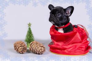 carino seduta francese bulldog cucciolo con Natale i regali foto