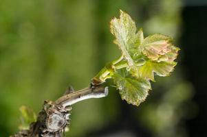 foglia di vite in primavera-vigneto sud-ovest della Francia, vitigno bordeaux