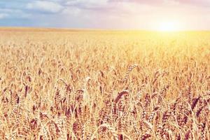 campo di grano dorato e giornata di sole foto