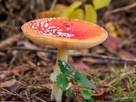 autunno nel il foresta foto