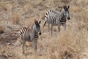 giovane zebra mirroring suo madre foto