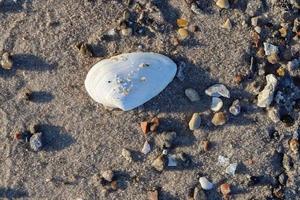 dettagliato vicino su Visualizza a conchiglie su un' sabbioso spiaggia a il baltico mare. foto