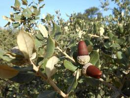 maturo ghiande su il quercia. foto