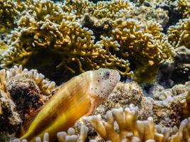 corallo pesce falco a coralli mentre immersione nel il rosso mare foto