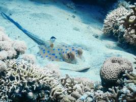 blu macchiato Stingray dire bugie su il fondale marino mentre immersione su vacanza nel Egitto foto