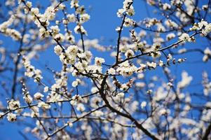 fiore dell'albero di albicocca foto