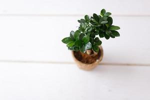 piccolo Bonsai ficus microcarpa ginseng pianta su un' bianca sfondo. foto