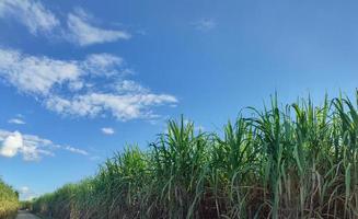 canna da zucchero i campi e blu cielo foto