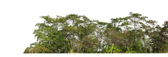 verde alberi isolato su bianca sfondo.sono foresta e fogliame nel estate per tutti e due stampa e ragnatela pagine con tagliare sentiero e alfa canale foto