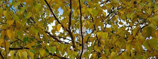 autunno bandiera con autunno giallo e verde betulla le foglie sfondo. modello per pubblicità, manifesto, carta. modello con neutro, naturale colori. minimo, elegante, tendenza concetto. foto