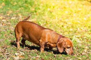 cane bassotto su il erba foto
