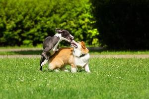 cane da caccia levriero e corgi foto