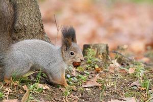 scoiattolo nel il autunno parco foto