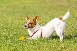 Jack Russell Terrier foto