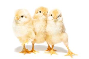 pollo uovo su bianca sfondo foto