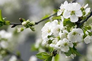 primo piano dei fiori di ciliegio su sfondo naturale