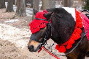 pony nel inverno parco foto