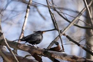 Comune merlo maschio turdus merula foto