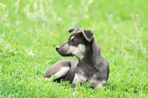 cucciolo su il erba foto