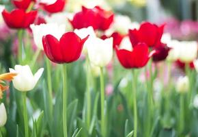 i tulipani fioriscono nel parco