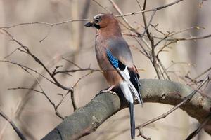 eurasiatico ghiandaia Garrulus glandarius foto